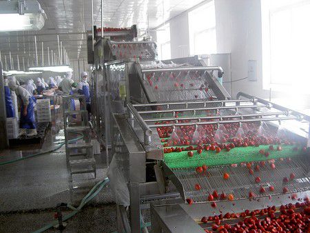 Strawberry Freezing Equipment Processing Line