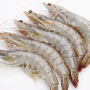 Fresh Shrimp